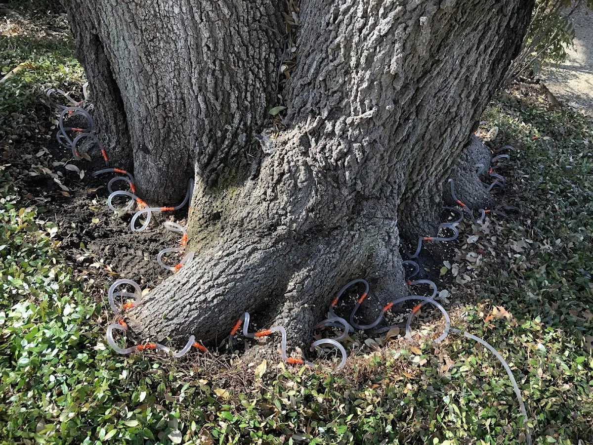 Detailed Tree Cabling and Bracing job site in Calamus