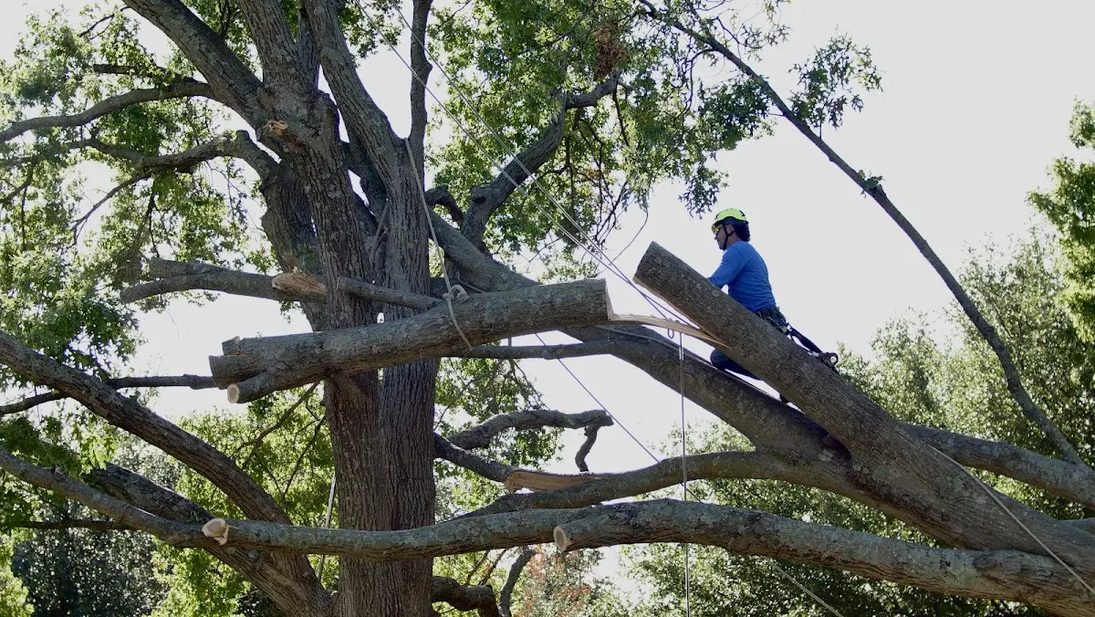 Professional Hazardous Tree Removal performed by certified arborists in Calamus