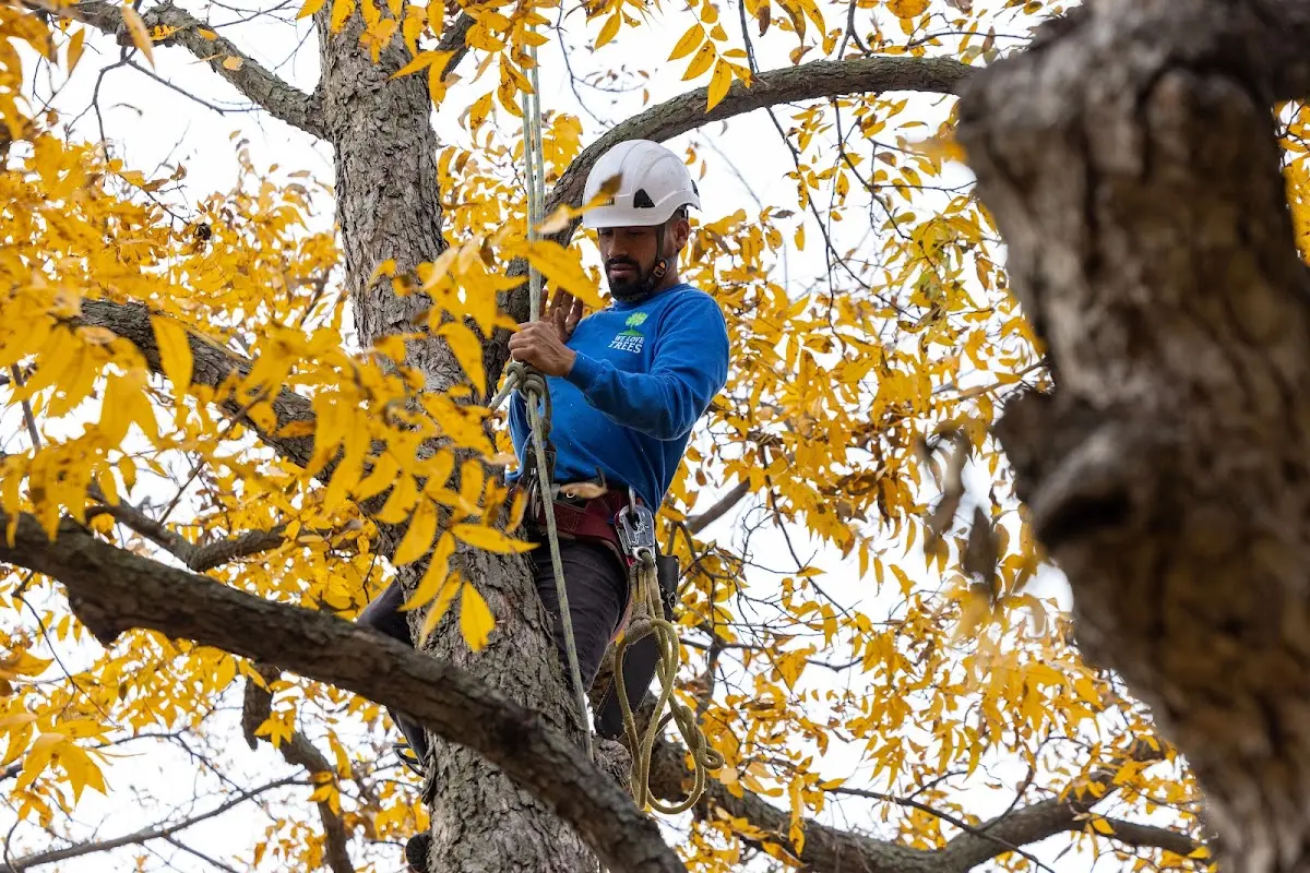 Skilled Tree Pruning crew working in Calamus